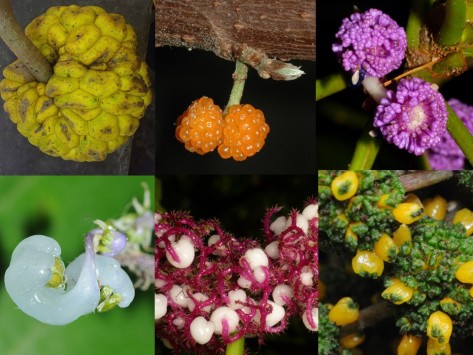 urticaceae fruit